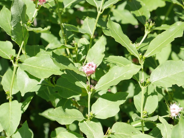 Lonicera caucasica