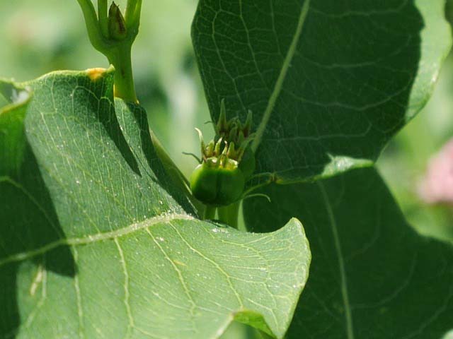 Lonicera caucasica