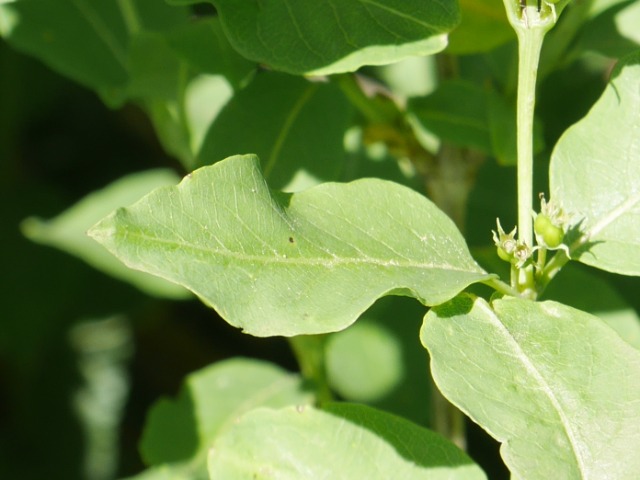 Lonicera caucasica