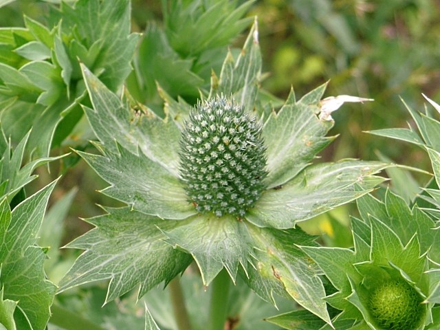 Eryngium giganteum