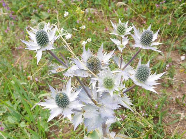 Eryngium giganteum