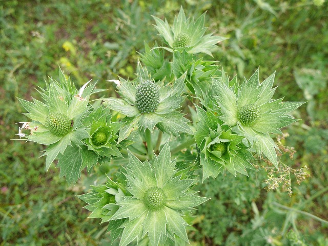 Eryngium giganteum