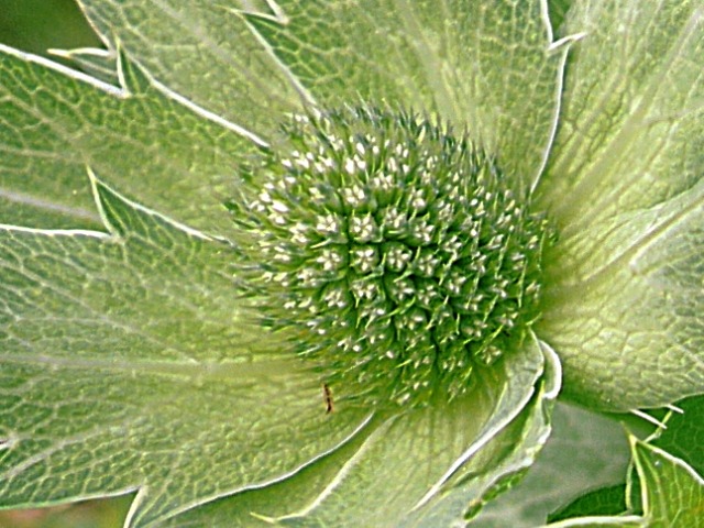 Eryngium giganteum