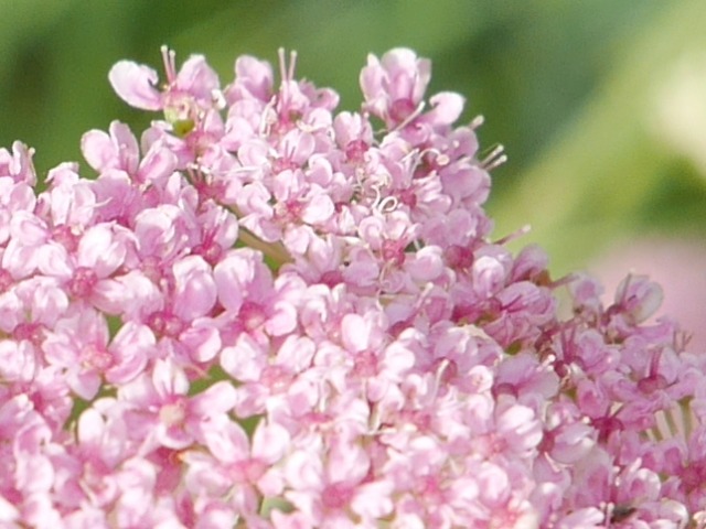 Pimpinella rhodantha