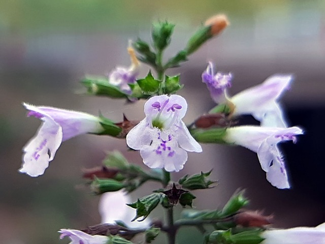 Clinopodium nepeta