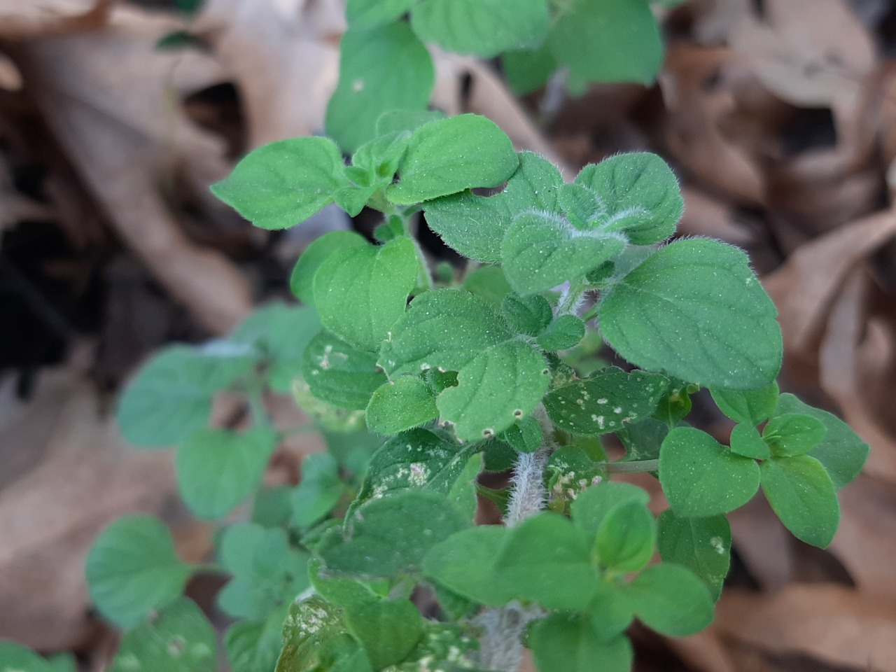 Clinopodium nepeta
