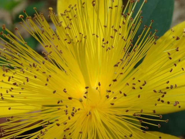 Hypericum calycinum