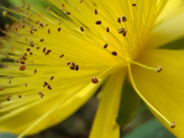 Hypericum calycinum