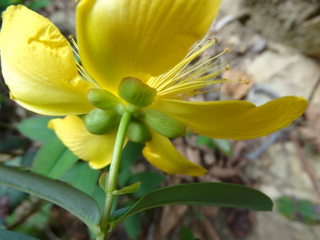 Hypericum calycinum