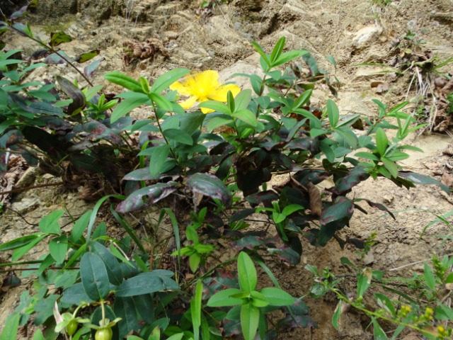 Hypericum calycinum