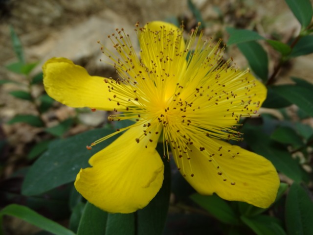 Hypericum calycinum