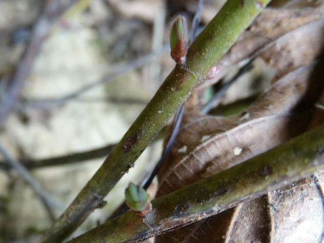 Hypericum calycinum