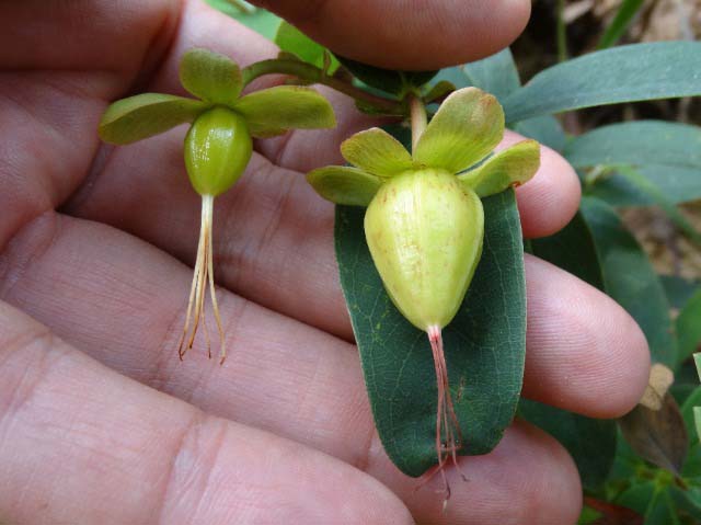 Hypericum calycinum