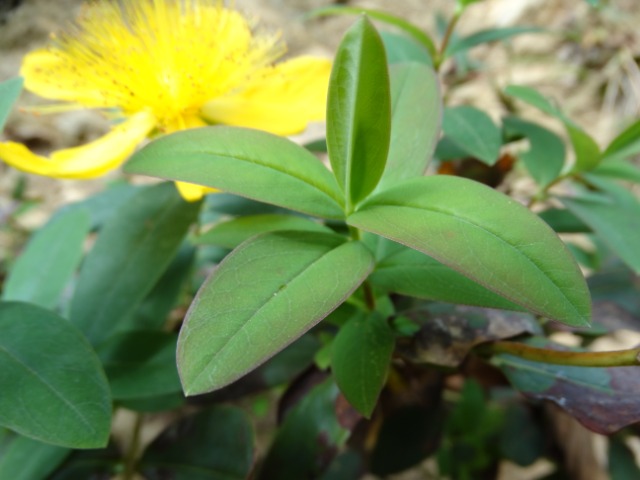 Hypericum calycinum