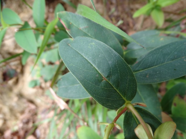 Hypericum calycinum