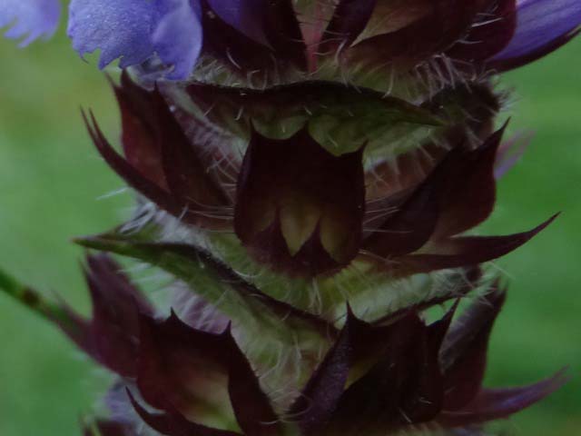 Prunella vulgaris