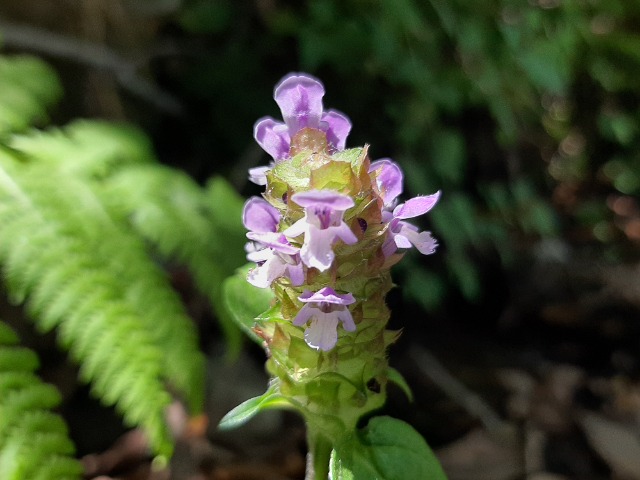 Prunella vulgaris