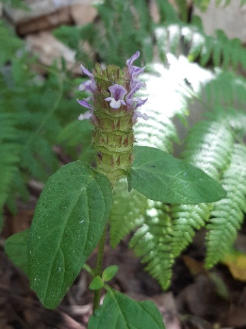 Prunella vulgaris