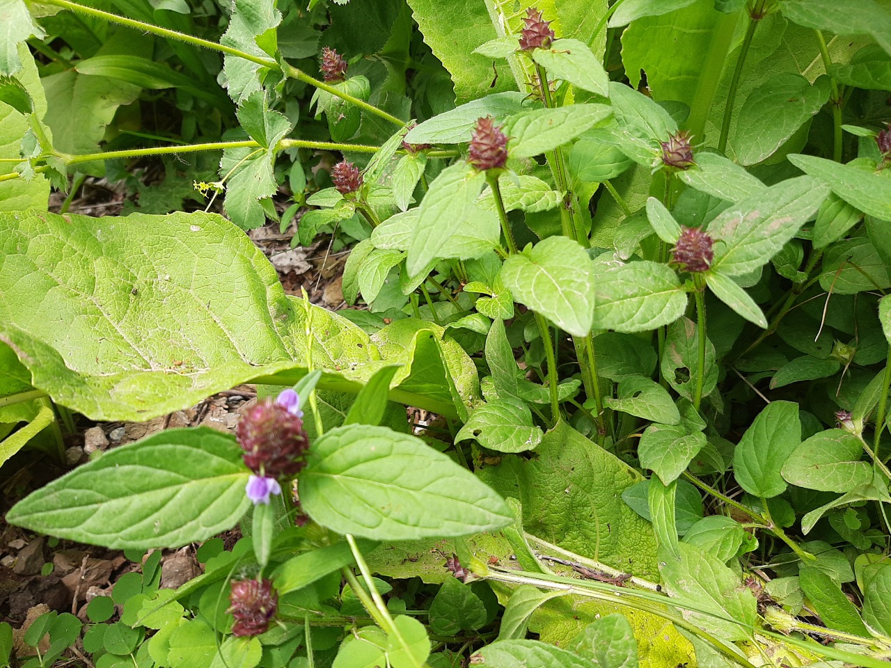 Prunella vulgaris