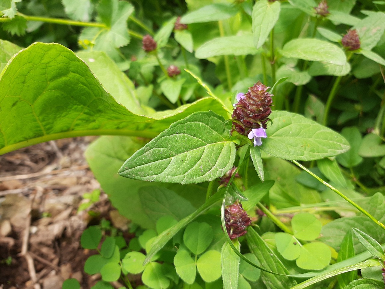 Prunella vulgaris