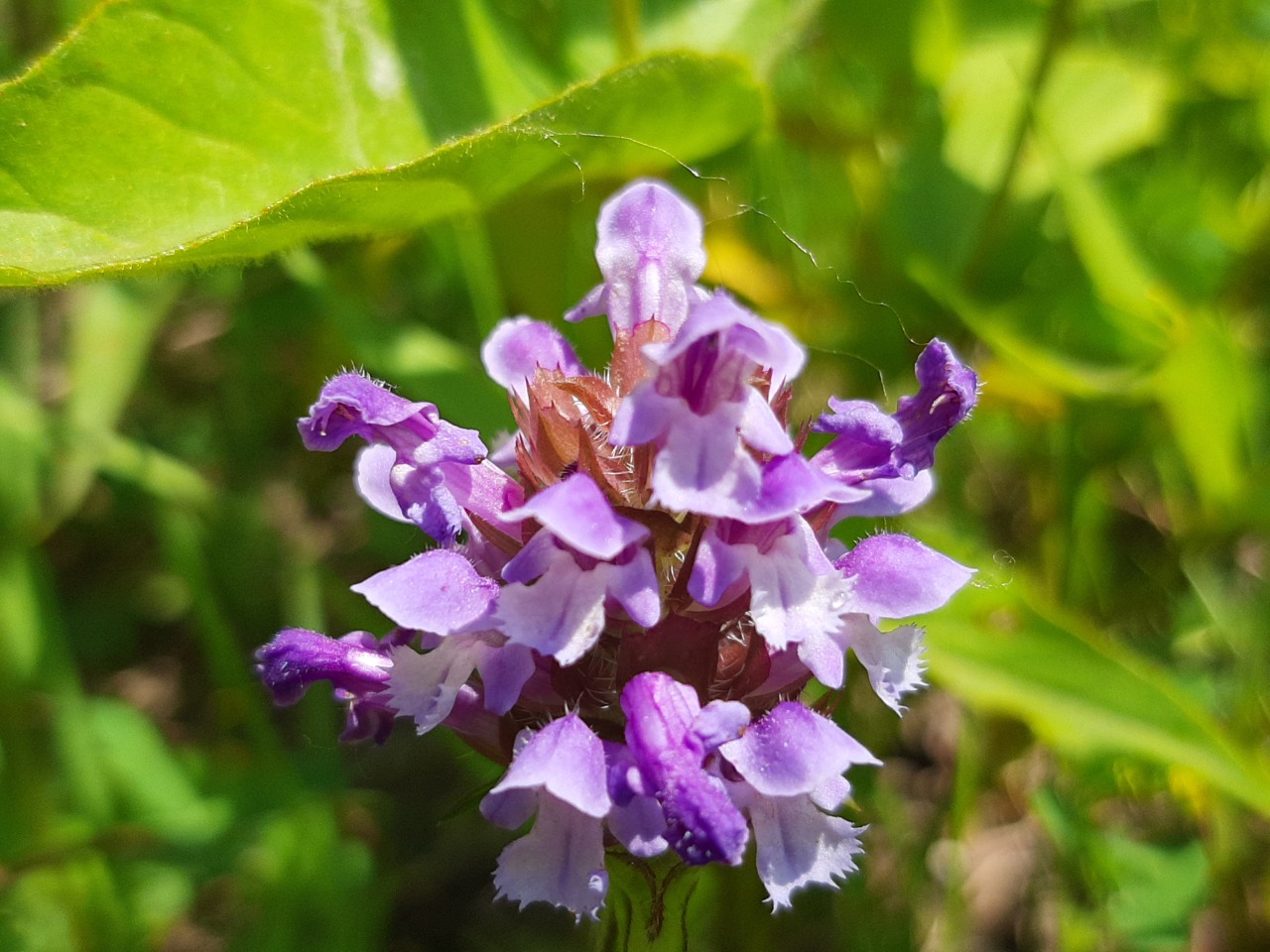 Prunella vulgaris