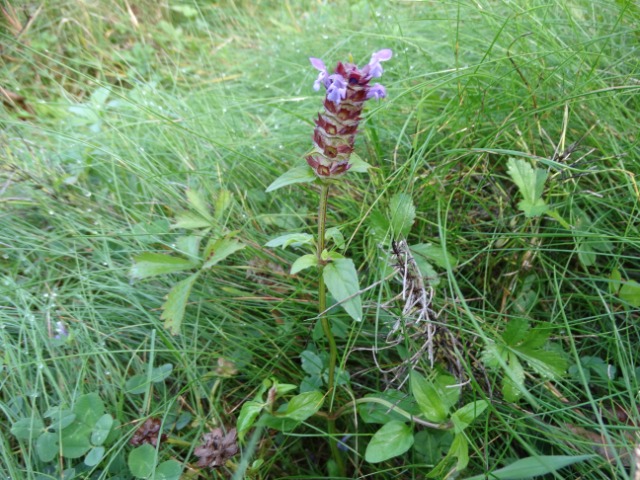 Prunella vulgaris
