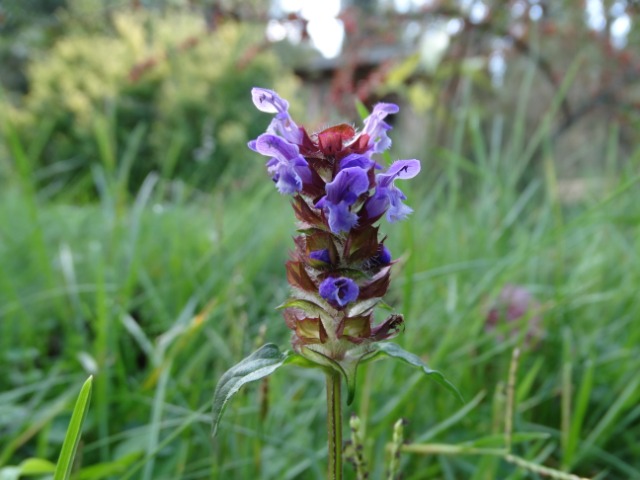 Prunella vulgaris