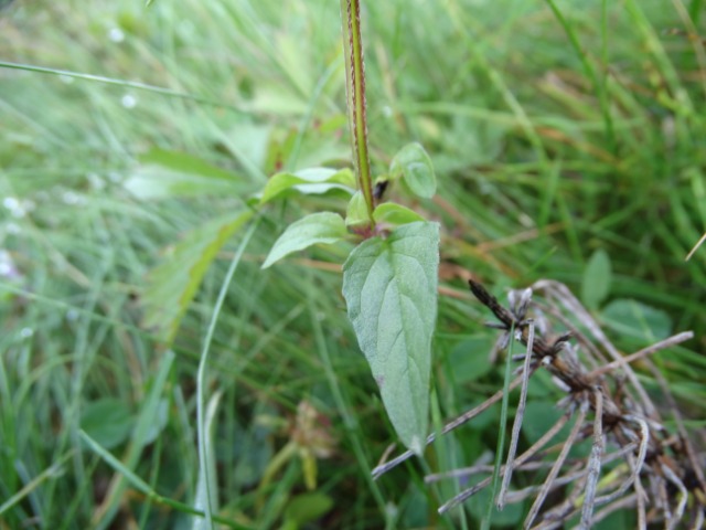 Prunella vulgaris