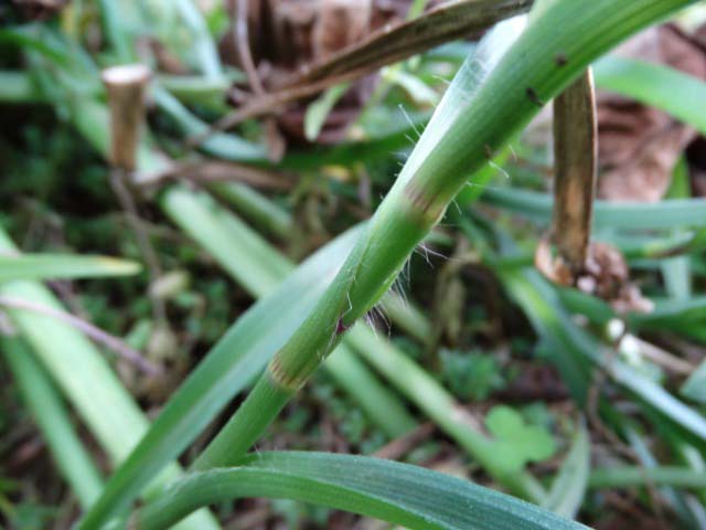 Tradescantia virginiana