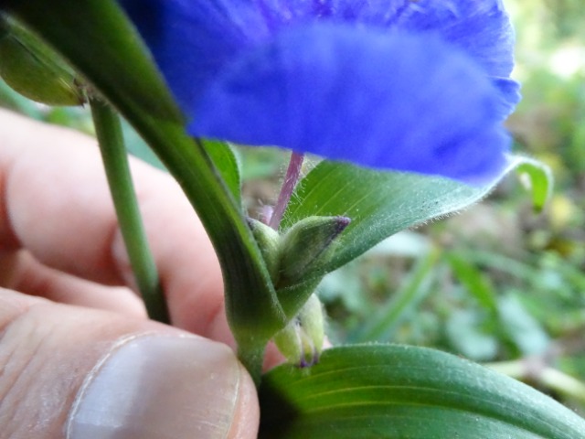 Tradescantia virginiana