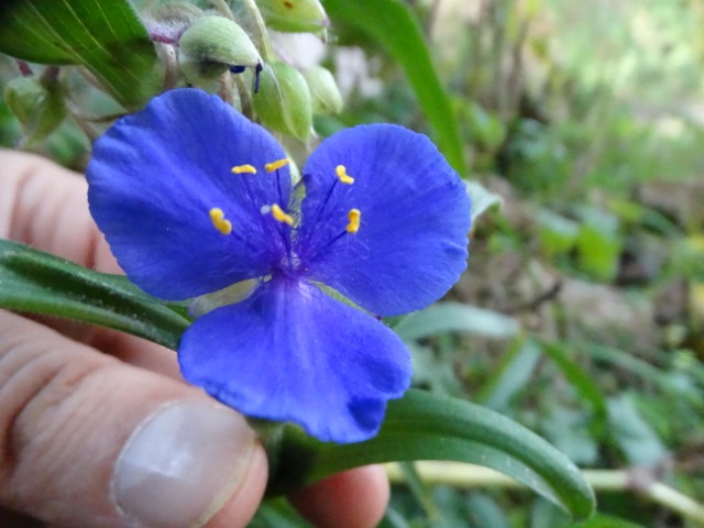 Tradescantia virginiana