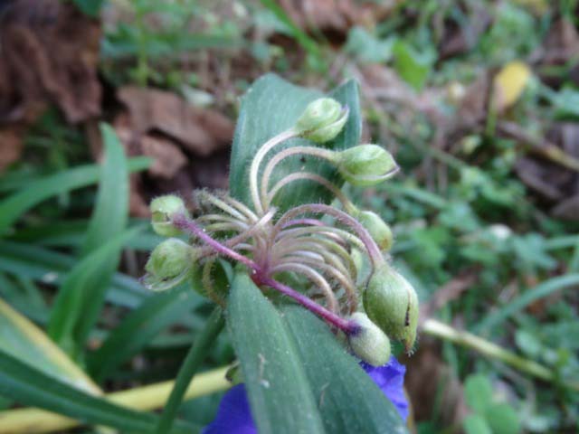 Tradescantia virginiana