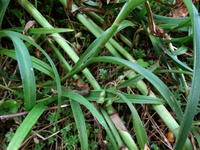 Tradescantia virginiana