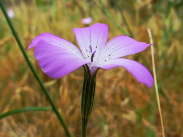 Agrostemma brachyloba