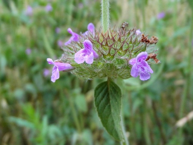 Clinopodium vulgare