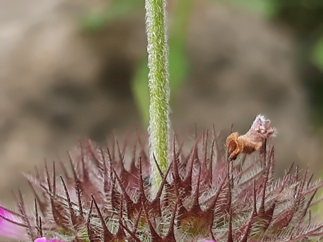 Clinopodium vulgare