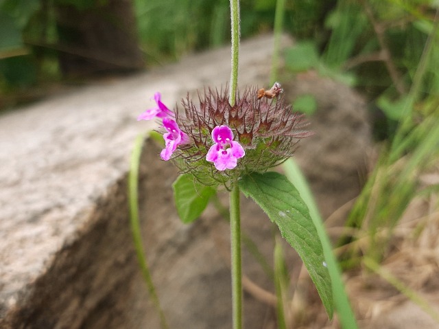 Clinopodium vulgare