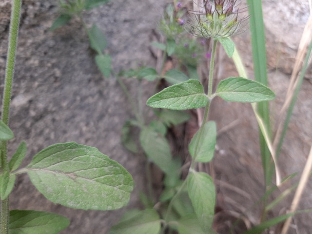 Clinopodium vulgare