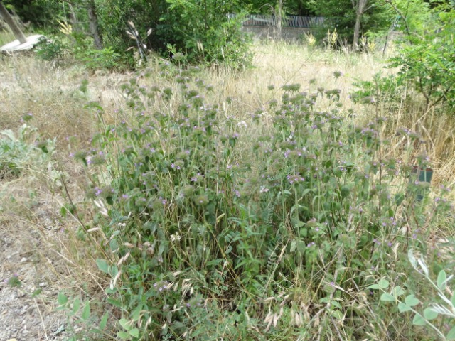 Clinopodium vulgare