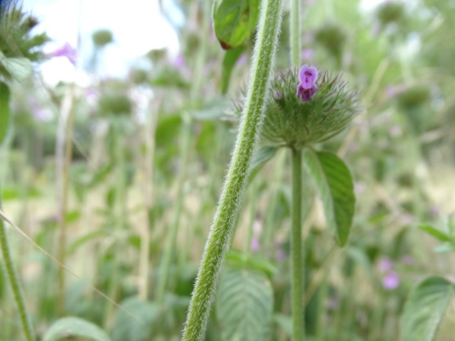 Clinopodium vulgare