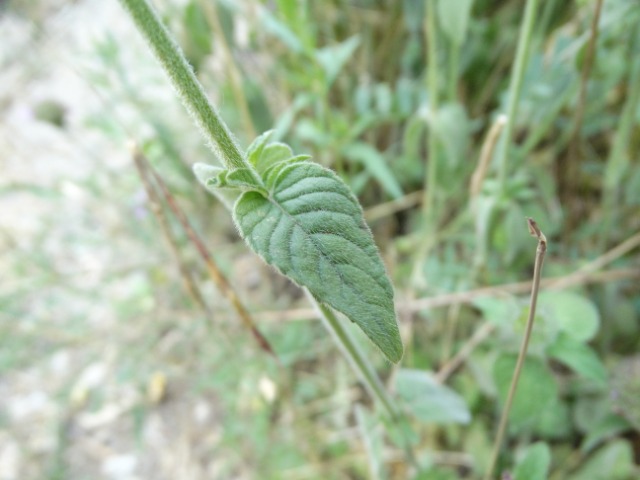 Clinopodium vulgare