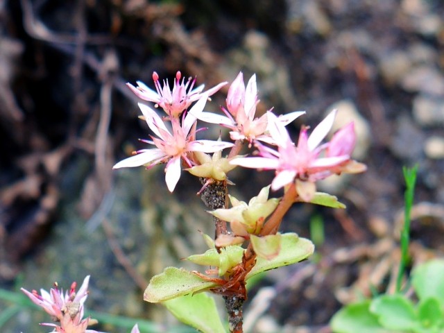Phedimus stoloniferus