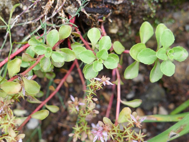 Phedimus stoloniferus