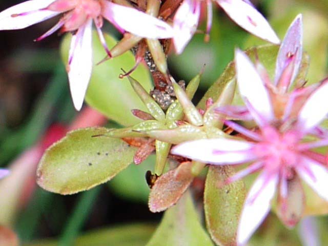 Phedimus stoloniferus