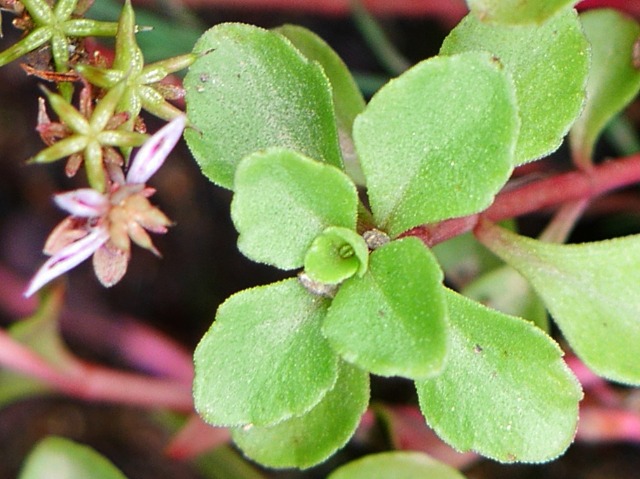 Phedimus stoloniferus