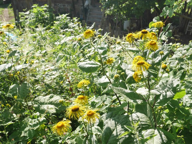 Telekia speciosa