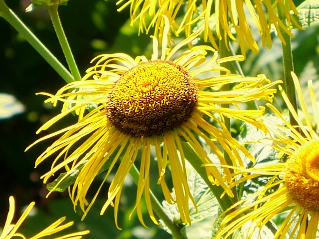 Telekia speciosa