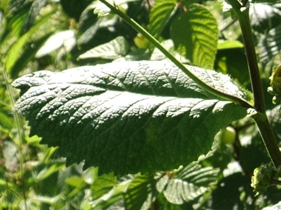 Telekia speciosa