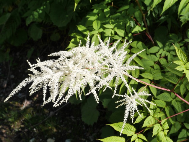 Aruncus vulgaris