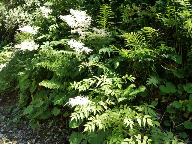 Aruncus vulgaris